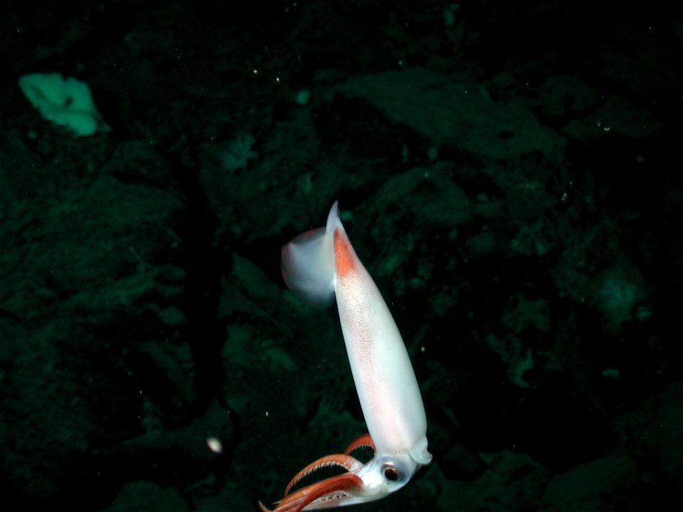 Clawed armhook squid (Gonatus onyx) at 1328 meters. California, Davidson Seamount. 2002 May 2.