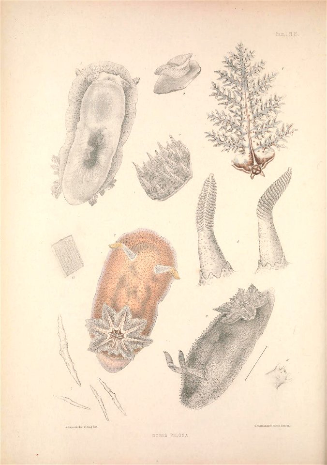 Alder J. & Hancock A. (1845-1855). A monograph of the British nudibranchiate Mollusca: with figures of all the species. The Ray Society, London. Published in 8 parts:Part 5 Fam. 1 Plate 15 [1851].
