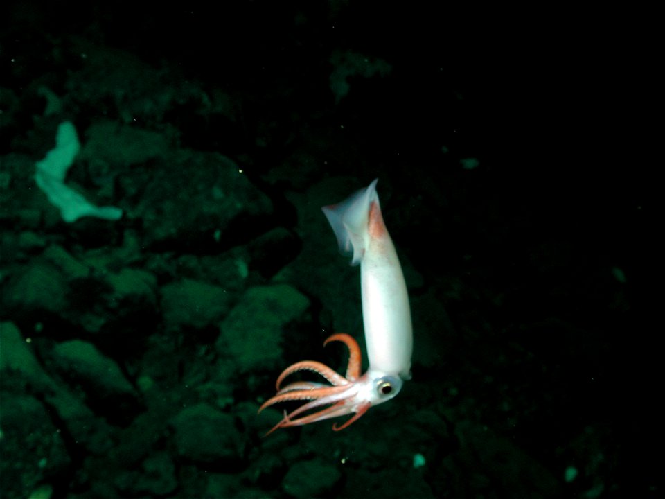 Clawed armhook squid (Gonatus onyx) on the Davidson Seamount at 1328 meters depth.