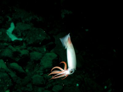 Clawed armhook squid (Gonatus onyx) on the Davidson Seamount at 1328 meters depth.
