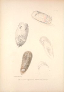 Alder J. & Hancock A. (1845-1855). A monograph of the British nudibranchiate Mollusca: with figures of all the species. The Ray Society, London. Published in 8 parts:Part 5 Fam.1 Plate 16 [1851]. 