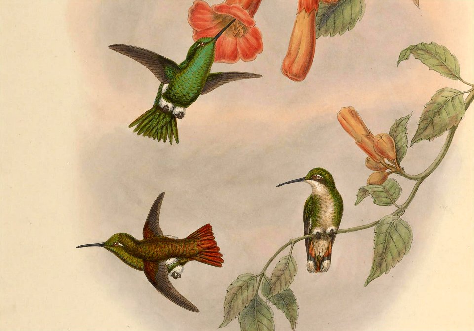 Panychlora russata = Chlorostilbon russatus [1]
Panychlora stenura = Chlorostilbon stenurus [2]