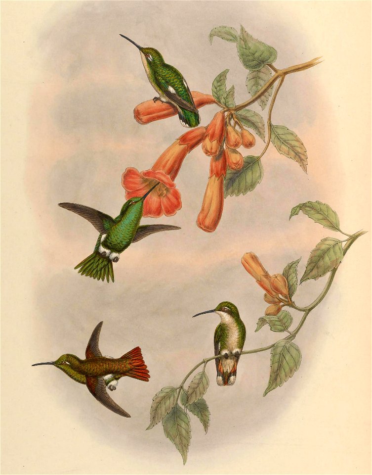 Panychlora russata = Chlorostilbon russatus [1]
Panychlora stenura = Chlorostilbon stenurus [2]
