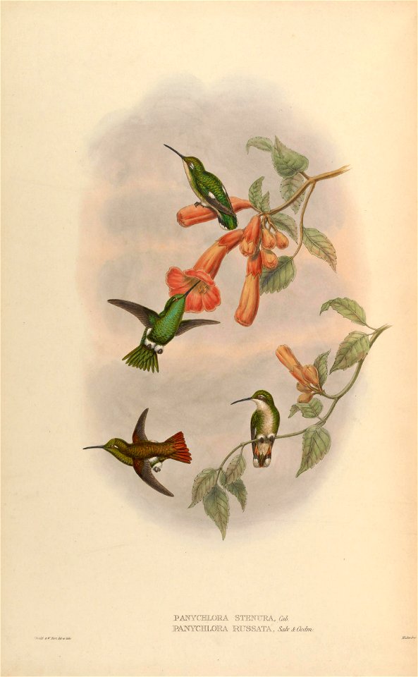 Panychlora russata = Chlorostilbon russatus [1]
Panychlora stenura = Chlorostilbon stenurus [2]
