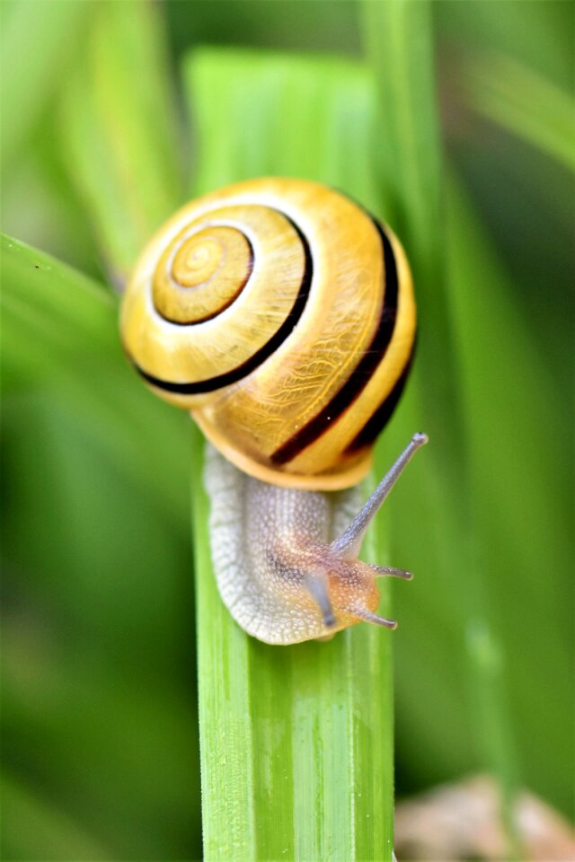 Nature shell slowly