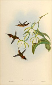 Phaethornis zonura = Phaethornis griseogularis zonura [1]
