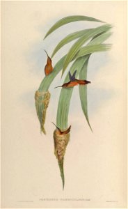 Phaethornis griseogularis