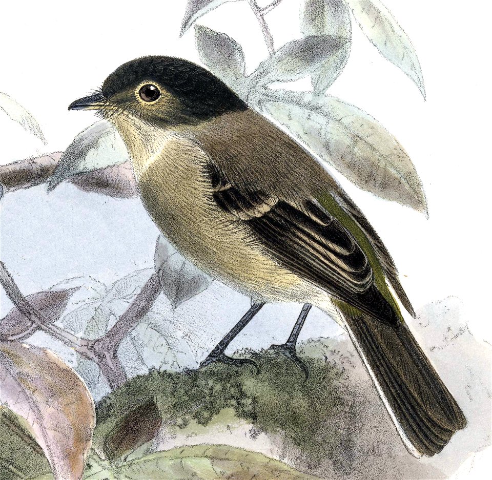 English:  « Empidonax atriceps » = Empidonax atriceps (Black-capped Flycatcher)Français :  « Empidonax atriceps » = Empidonax atriceps (Moucherolle à tête 