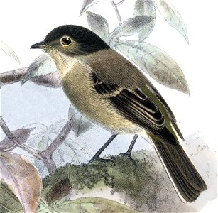 English:  « Empidonax atriceps » = Empidonax atriceps (Black-capped Flycatcher)Français :  « Empidonax atriceps » = Empidonax atriceps (Moucherolle à tête 