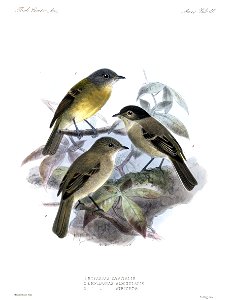 English:  *« Myiobius capitalis » = Aphanotriccus capitalis (Tawny-chested Flycatcher)
« Empidonax albigularis » = Empidonax albigularis (White-throated Flycatcher)
«&#160