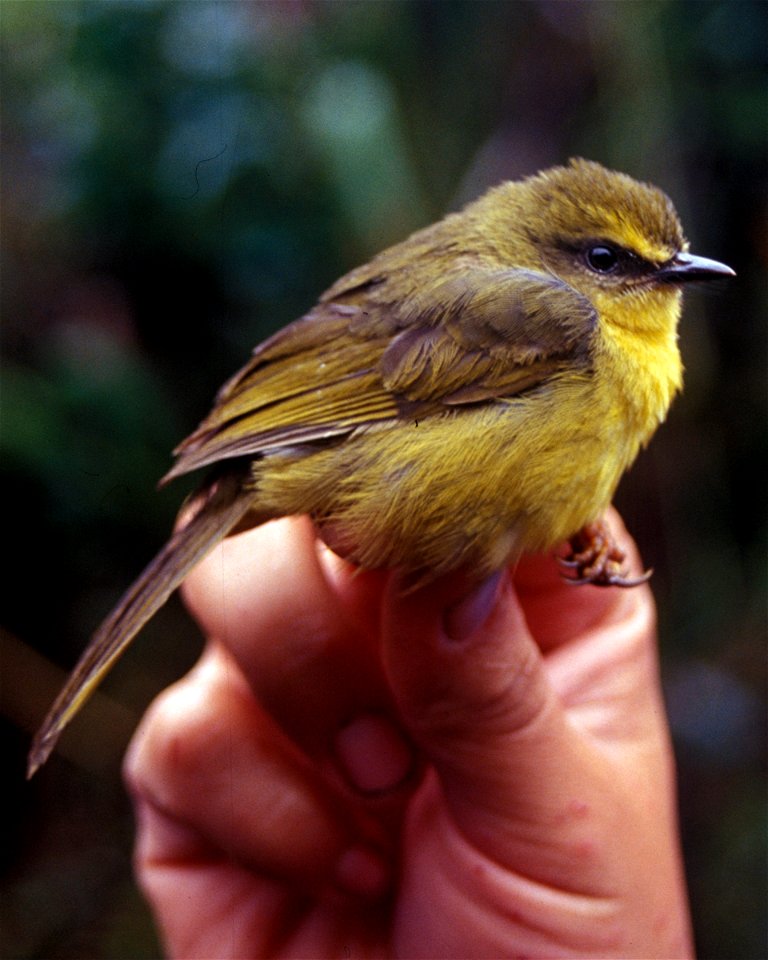 Citrine Warbler (Basileuterus luteoviridis)