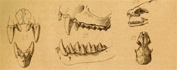 Illustration of the skull of the big-eared brown bat, Histiotus macrotus