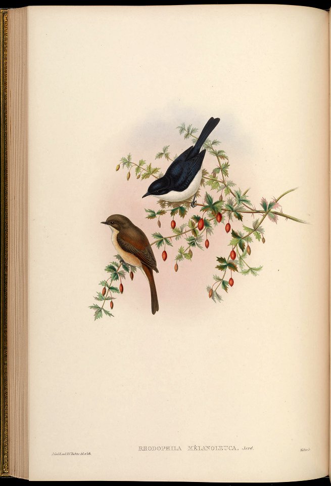 Rhodophila melanoleuca = Saxicola jerdoni ref