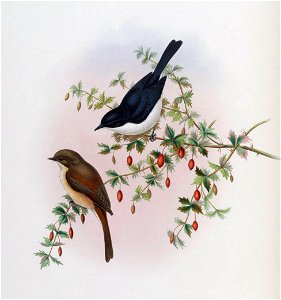 Saxicola jerdoni, male above, female below