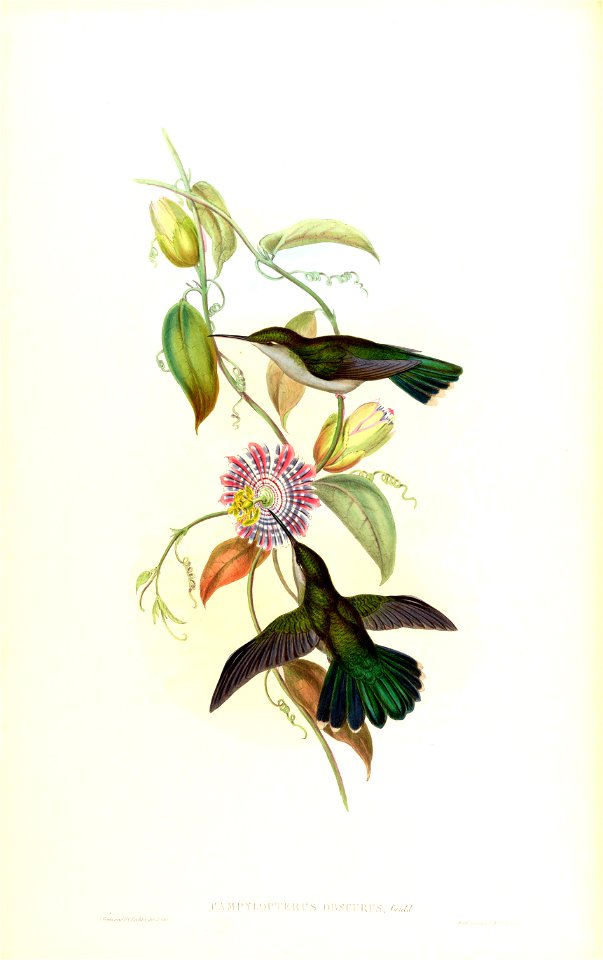 Campylopterus obscurus = Campylopterus largipennis obscurus [1]