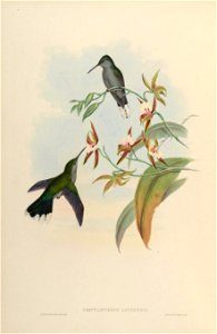 Campylopterus latipennis = Campylopterus largipennis [1]