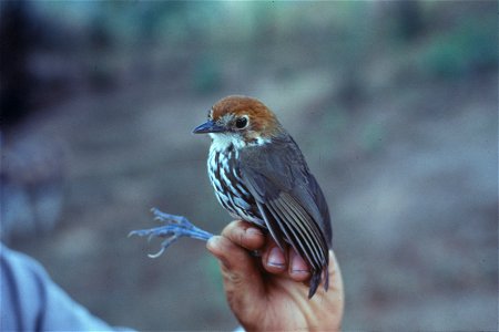 Chestnut-crowned Antpitta (Grallaria ruficapilla) from Ecuador. Picture from the NBII Image Gallery.