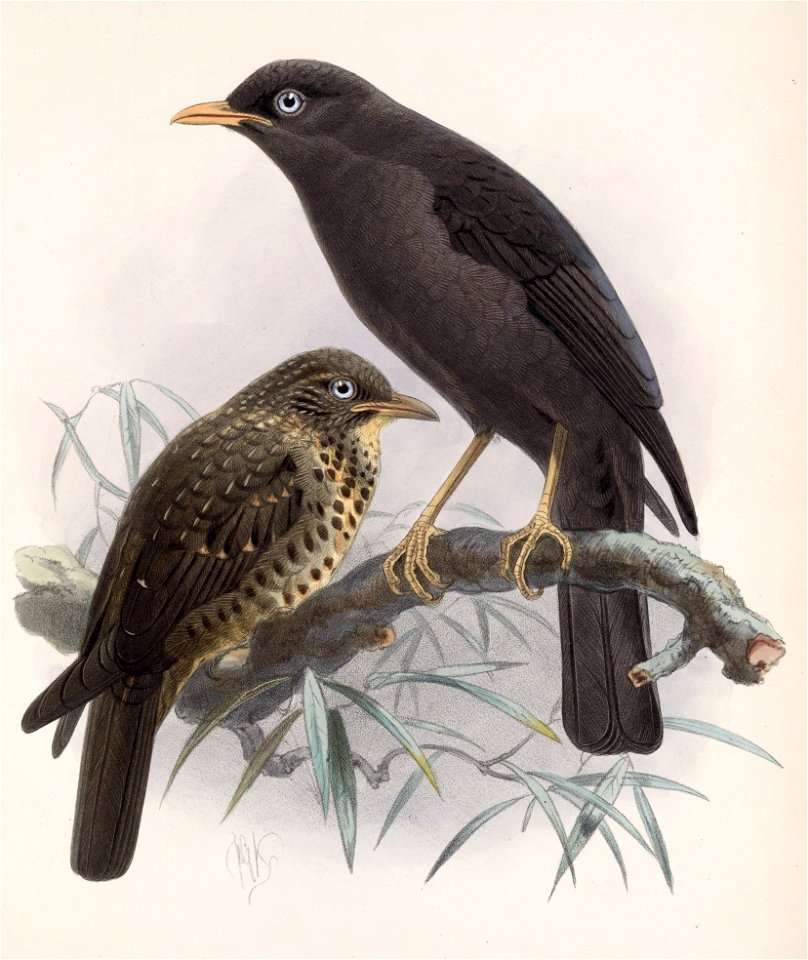 English:  « Turdus nigrescens » = Turdus nigrescens (Sooty Thrush)Français :  « Turdus nigrescens » = Turdus nigrescens (Merle fuligineux)