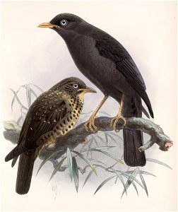 English:  « Turdus nigrescens » = Turdus nigrescens (Sooty Thrush)Français :  « Turdus nigrescens » = Turdus nigrescens (Merle fuligineux)