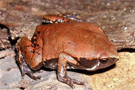 Hypopachus variolosus (Microhylidae), a frog from Palo Verde Biological Station, northwestern Costa Rica.Pstevendactylus 01:53, 17 February 2006 (UTC)