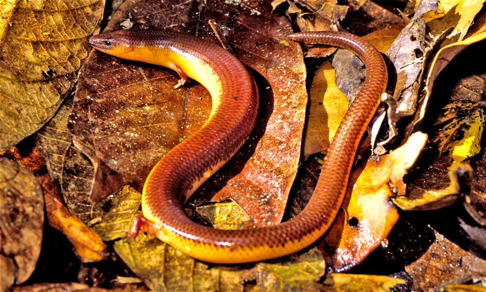Brachymeles bicolor