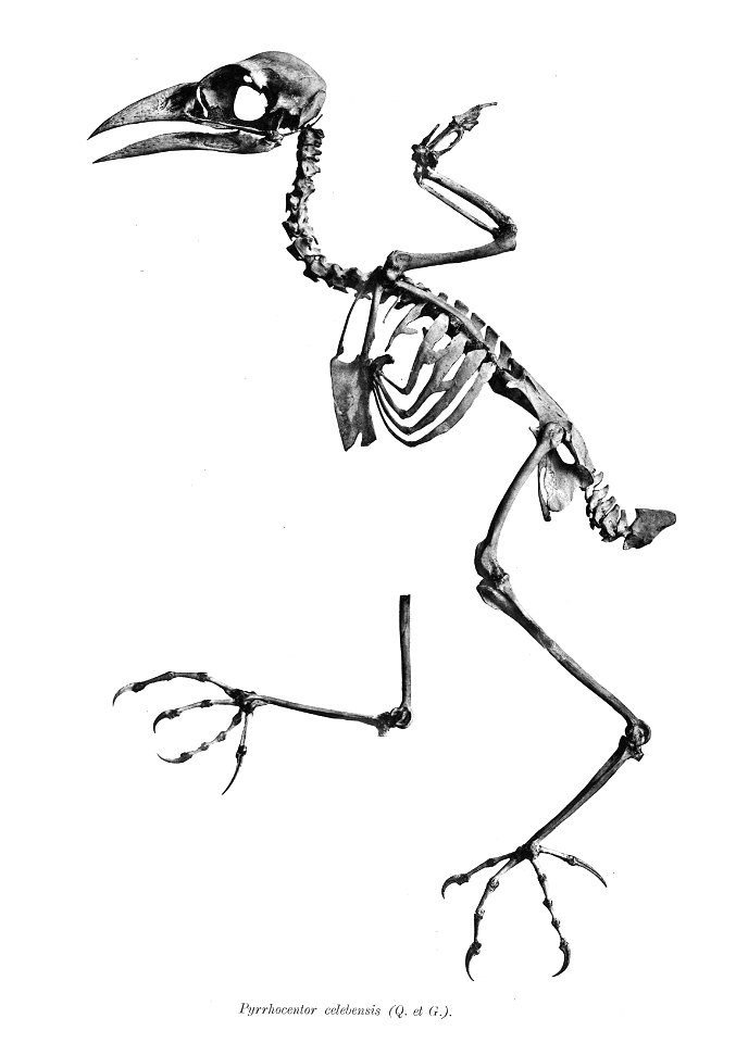 Bird skeletons. Note that the current scientific names need to be checked.

Pyrrhocentor celebensis