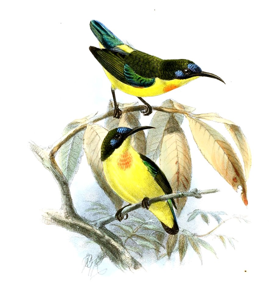 Aethopyga pulcherrima