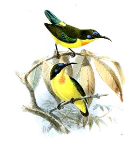 Aethopyga pulcherrima
