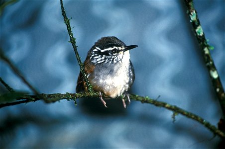Grey-breasted Wood-Wren (Henicorhina leucophrys) from Ecuador