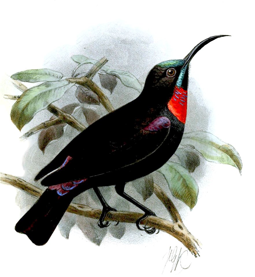 Adult African Montane White-eye (above) and adult male Hunter's Sunbird (below)