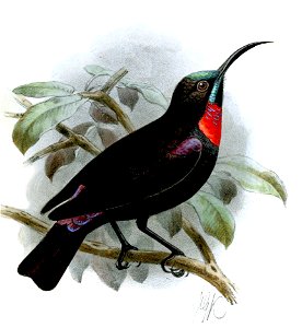 Adult African Montane White-eye (above) and adult male Hunter's Sunbird (below)