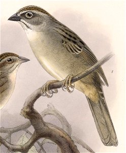 English:  « Peucaea notosticta » = Aimophila notosticta (Oaxaca Sparrow)Français :  « Peucaea notosticta » = Aimophila notosticta (Bruant d'Oaxaca)
