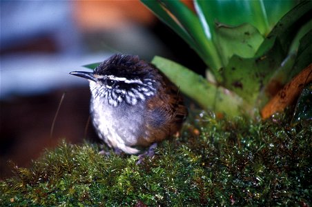 Grey-breasted Wood-Wren (Henicorhina leucophrys) in Ecuador