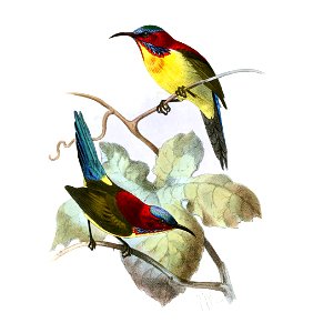 Aethopyga shelleyi