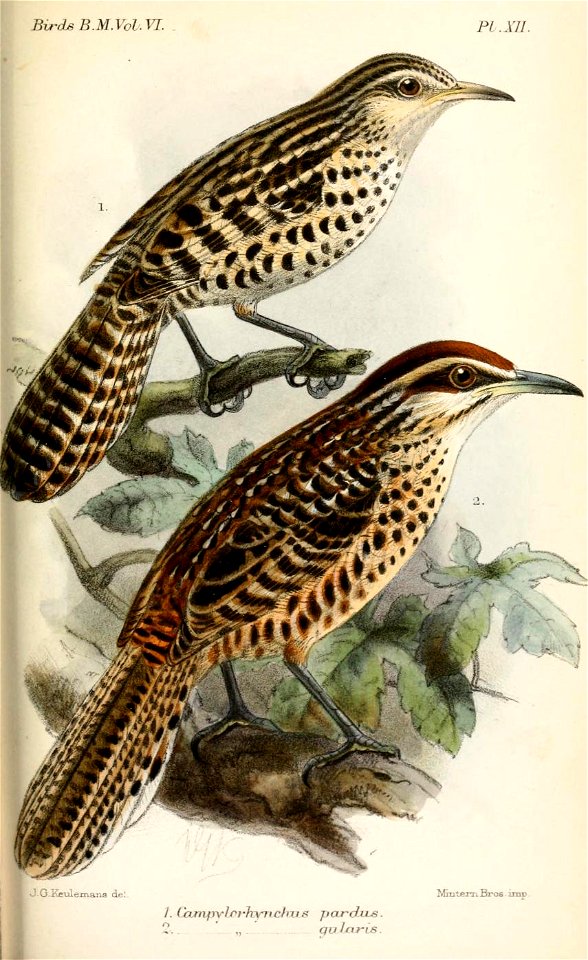 Stripe-backed Wren (above), Spotted Wren (below)
