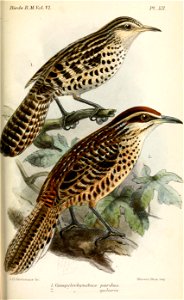 Stripe-backed Wren (above), Spotted Wren (below)