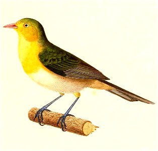 English:  « Nemosia sordida » = Thlypopsis sordida (Orange-headed Tanager)Français :  « Nemosia sordida » = Thlypopsis sordida (Tangara à tête orange)