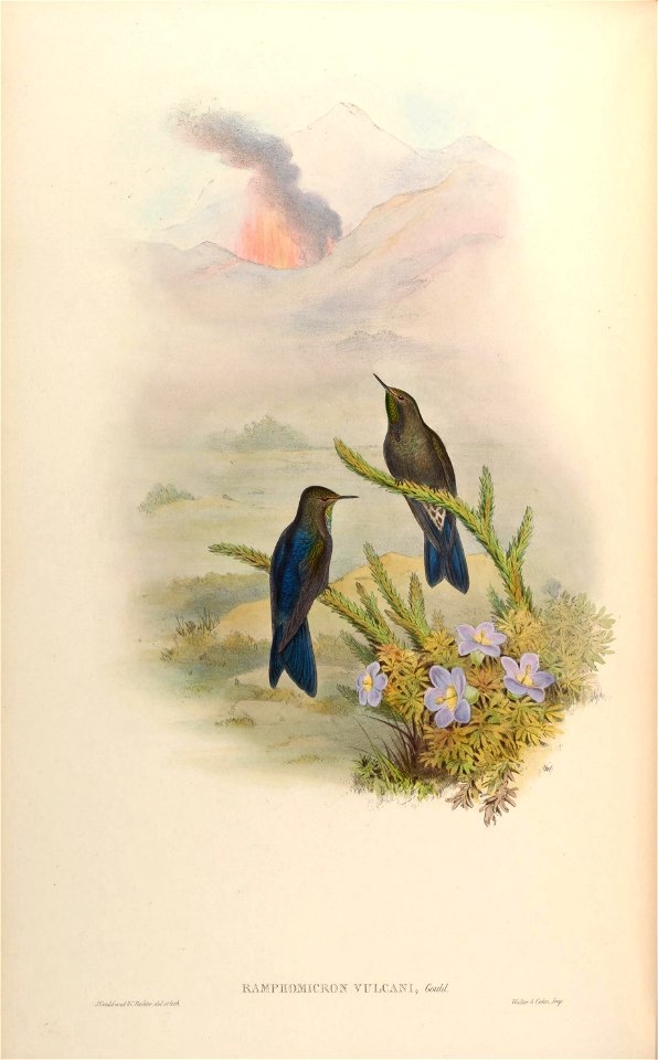 Ramphomicron vulcani = Chalcostigma stanleyi vulcani [1]