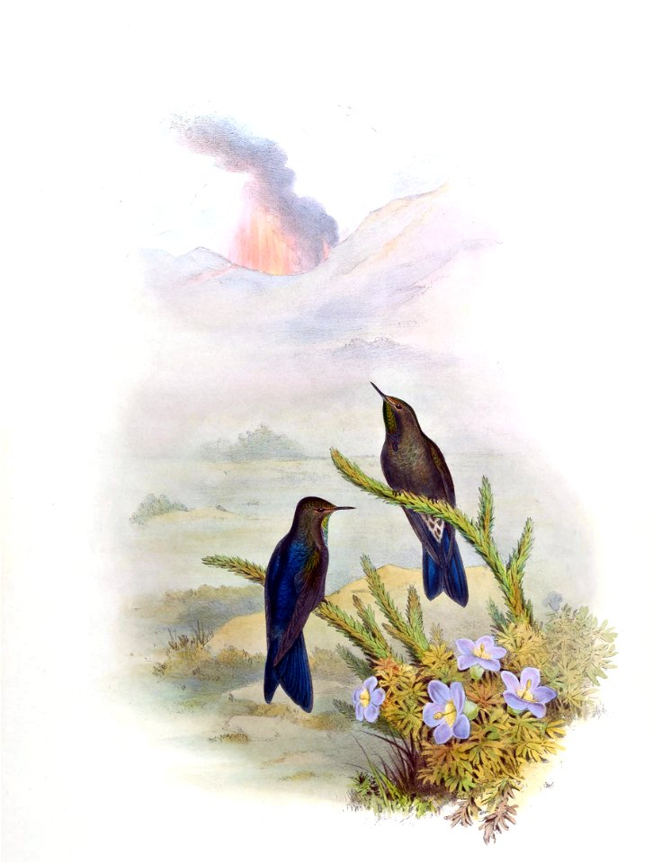 Ramphomicron vulcani = Chalcostigma stanleyi vulcani [1]