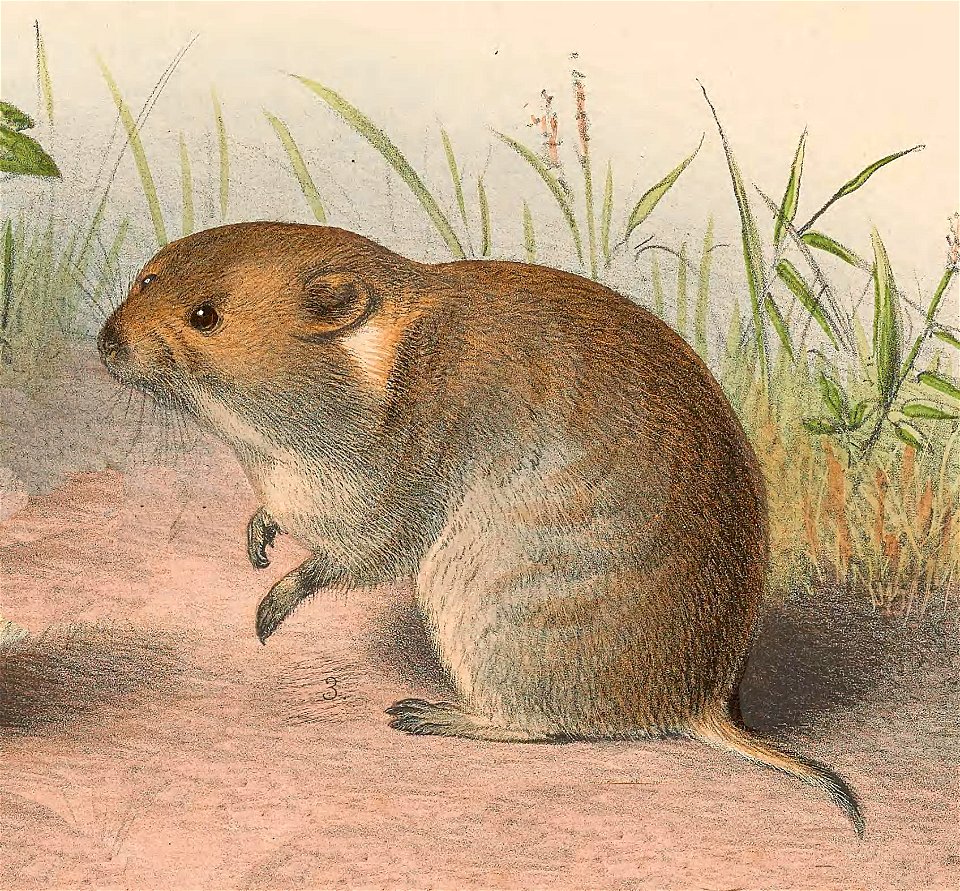 Lasiopodomys fuscus from Plate on the page 271.