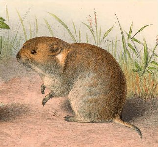 Lasiopodomys fuscus from Plate on the page 271.