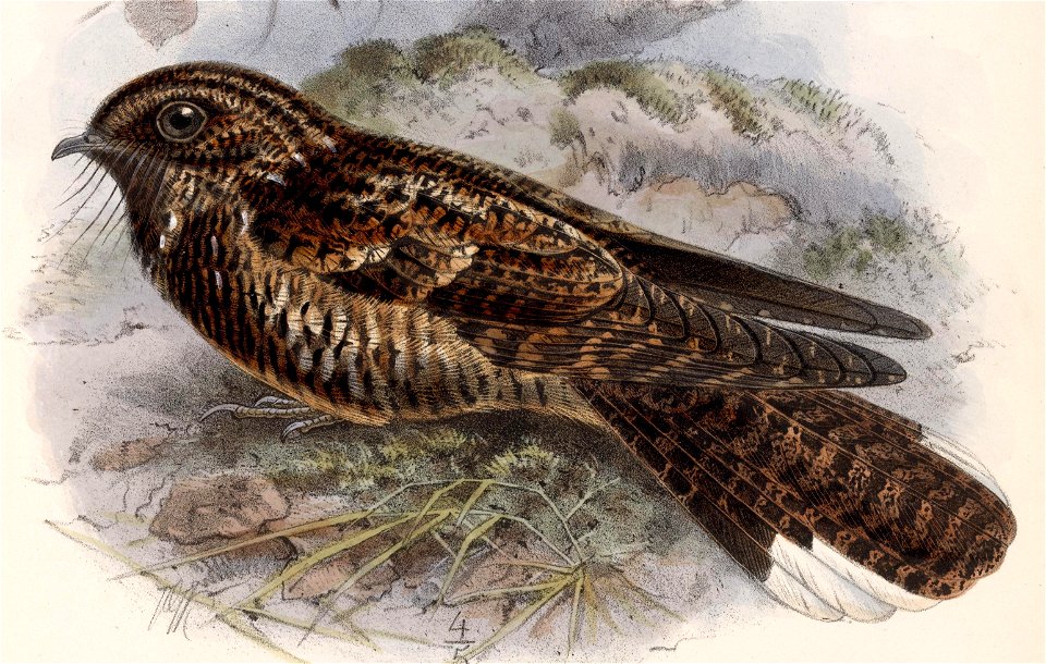 English:  « Antrostomus saturatus » = Antrostomus saturatus (Dusky Nightjar)Français :  « Antrostomus saturatus » = Antrostomus saturatus (Engoulevent mont