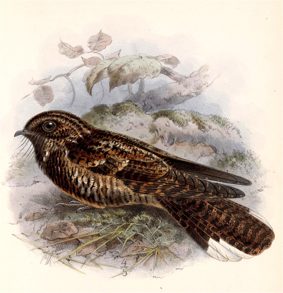 English:  « Antrostomus saturatus » = Antrostomus saturatus (Dusky Nightjar)Français :  « Antrostomus saturatus » = Antrostomus saturatus (Engoulevent mont