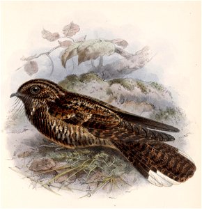 English:  « Antrostomus saturatus » = Antrostomus saturatus (Dusky Nightjar)Français :  « Antrostomus saturatus » = Antrostomus saturatus (Engoulevent mont