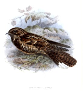 Antrostomus saturatus