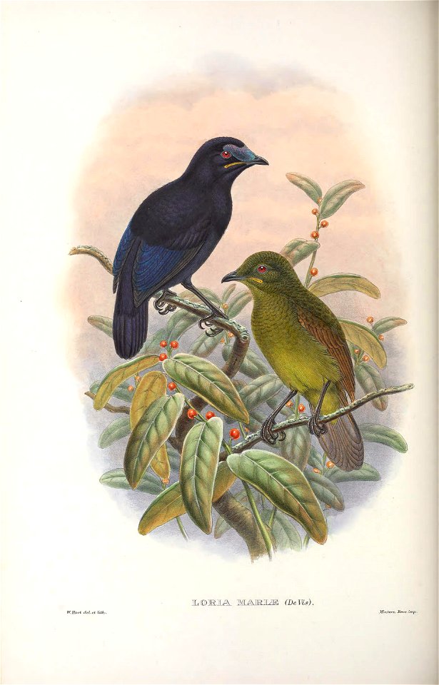 Loria mariae = Cnemophilus loriae - Monograph of the Paradiseidae, or Birds of Paradise, and Ptilonorhynchidae, or Bower-birds. v.2 (1891-1898).