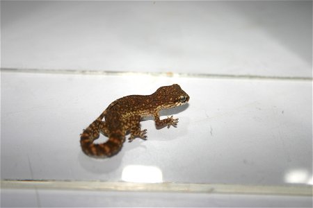 Hemidactylus reticulatus