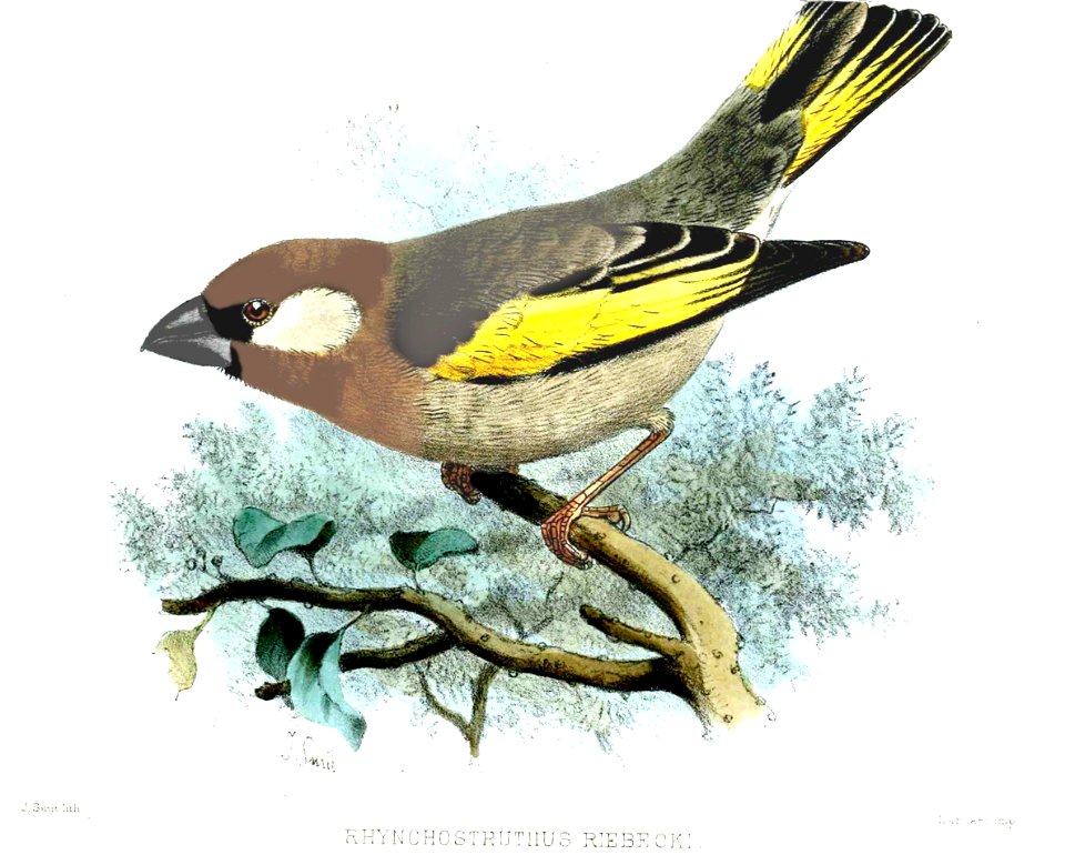 Representation of Rhynchostruthus percivali characteristics from a plate depicting Rhynchostruthus socotranus.