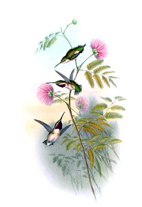 Myrmia micrura = Syn: Calothorax micrurus in John Gould's Hummingbirds ISBN 978-1555216610