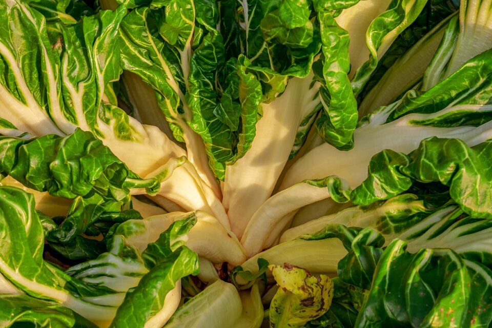 Culture leafy vegetables bio